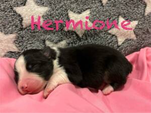 berger australien chiot2