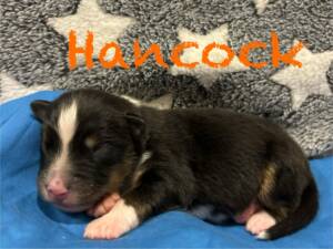 berger australien chiot5