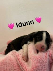 berger_australien4