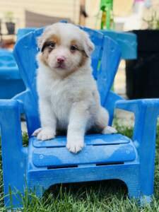 berger australien chiot.3