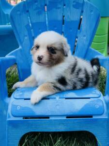 berger australien chiot.4