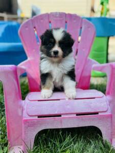 berger australien chiot.5