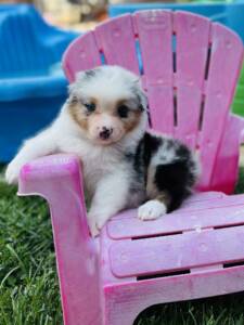 berger australien chiot.6