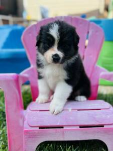 berger australien chiot.7