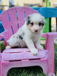 berger australien chiot.8