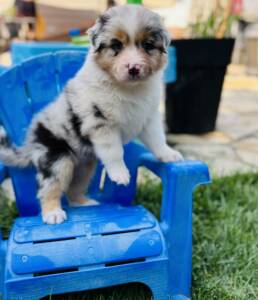 berger australien chiots.1