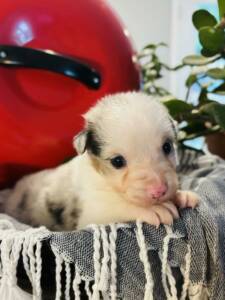 bergers australiens.1