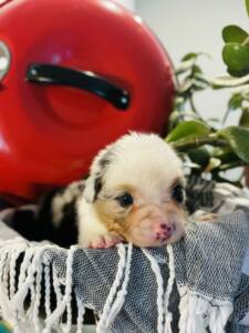 bergers australiens.3