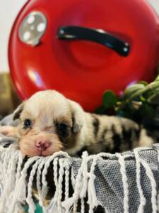 bergers australiens.5