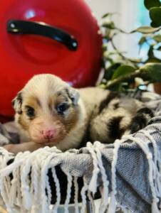 bergers australiens.7
