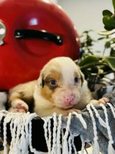 bergers australiens.8