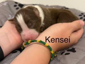 berger australien.0010