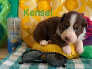 berger australien.0011